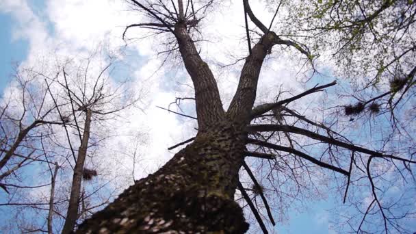 Silhouette de corbeaux volants — Video