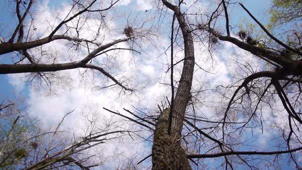 Silhouette of flying crows — Stock Video