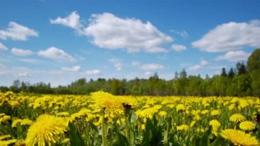 Dandelions Bahar üzerinde Glade