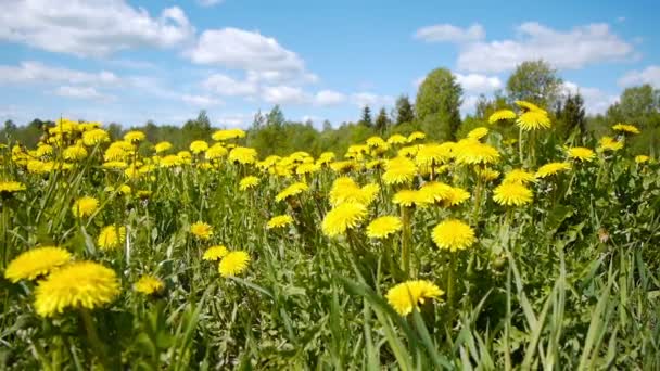 Glade de pissenlits au printemps — Video