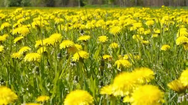 Glade of dandelions on springtime — Stock Video