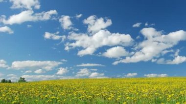 Dandelions Bahar üzerinde Glade