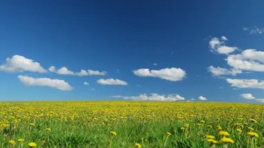 Dandelions Bahar üzerinde Glade