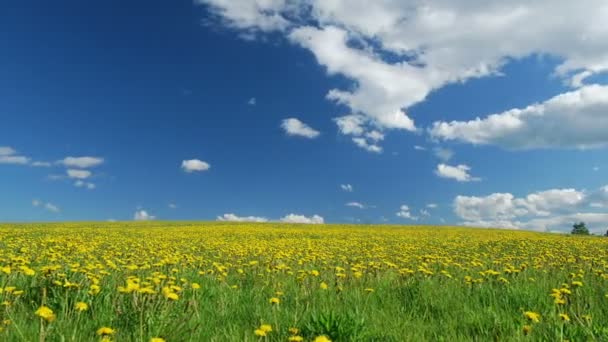 Lichtung von Löwenzahn im Frühling — Stockvideo