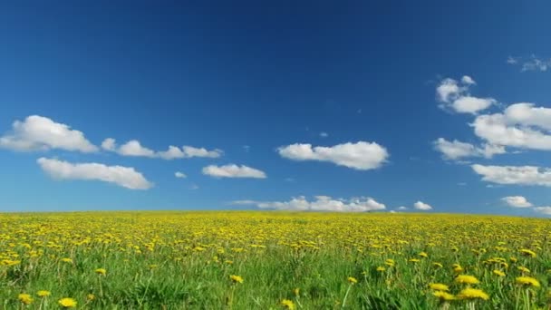 Dandelions Bahar üzerinde Glade — Stok video