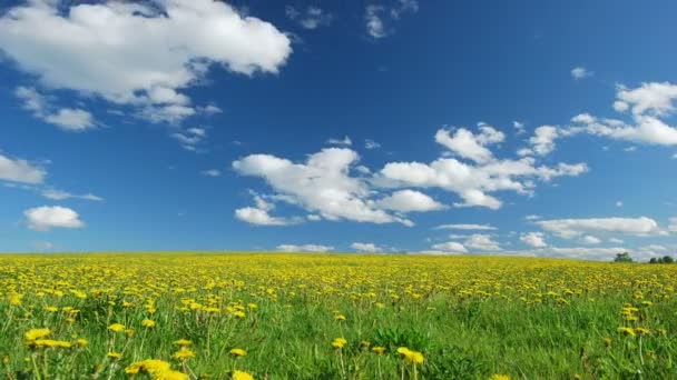 Dandelions Bahar üzerinde Glade — Stok video