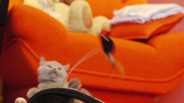 Anak kucing bermain dengan tikus mainan — Stok Video