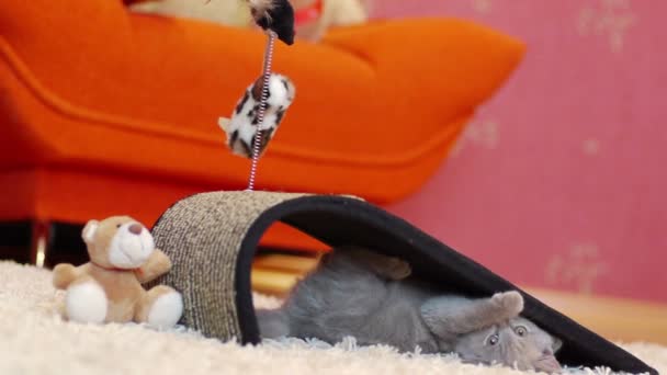 Gatito jugando con un juguete mouse — Vídeos de Stock