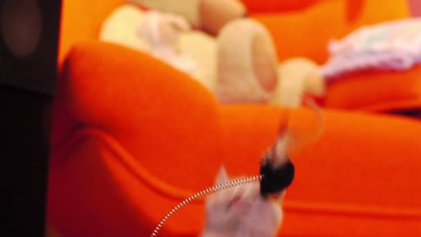 Kitten spelen met een muis speelgoed — Stockvideo