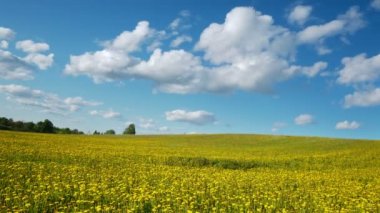 Dandelions Bahar üzerinde Glade