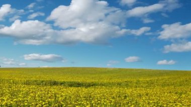 Dandelions Bahar üzerinde Glade