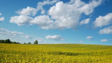 4k. Dandelions Bahar üzerinde Glade