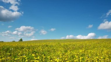 4k. Dandelions Bahar üzerinde Glade