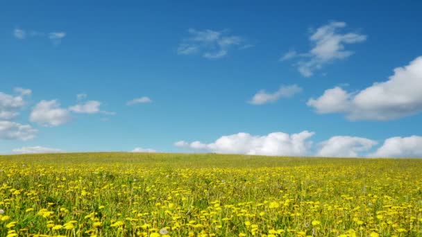 Lichtung von Löwenzahn im Frühling — Stockvideo