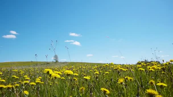 Einsamer Baum — Stockvideo