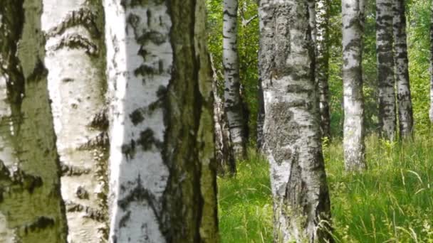 Des troncs de bouleaux en été — Video