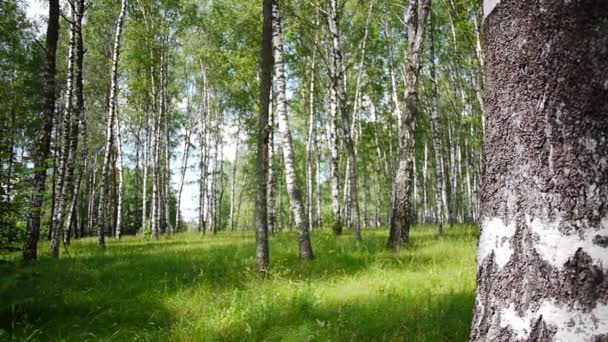 Stammarna av björkar på sommaren — Stockvideo