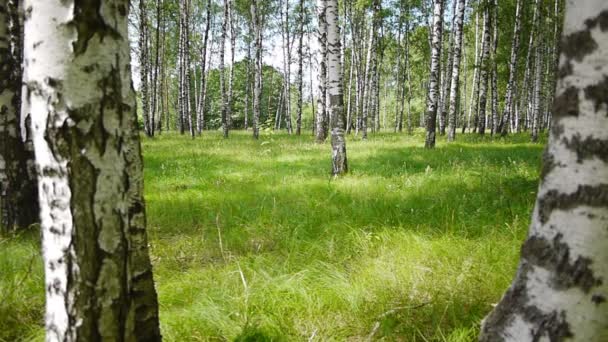 Stammen van berkenbomen in de zomer — Stockvideo