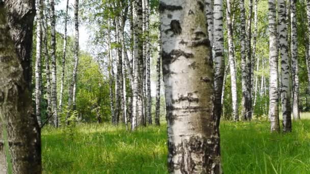 Stammen van berkenbomen in de zomer — Stockvideo