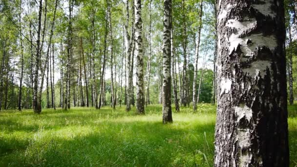 여름에 자작나무 나무의 줄기 — 비디오