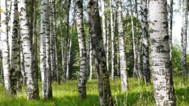 Trunks of birch trees in summertime — Stock Video