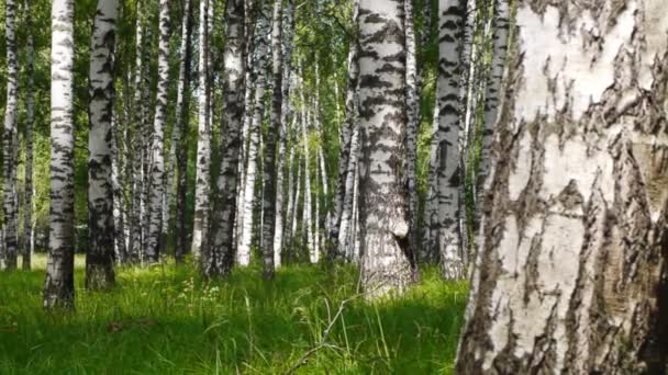 Stammarna av björkar på sommaren — Stockvideo