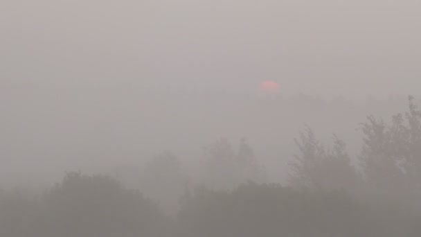 Salida del sol en la mañana brumosa — Vídeo de stock