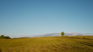 Yalnız ağaç günbatımı zamanında