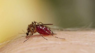 İnsan derisini emen sivrisinek kanı.