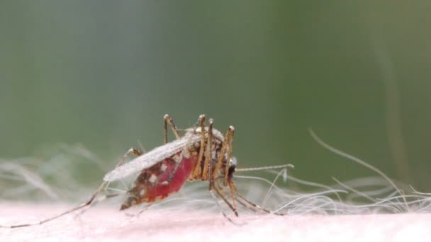 Mosquito blood sucking on human skin — Stock Video