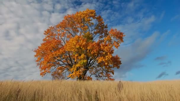 Árbol de arce mostrando los colores del otoño — Vídeos de Stock