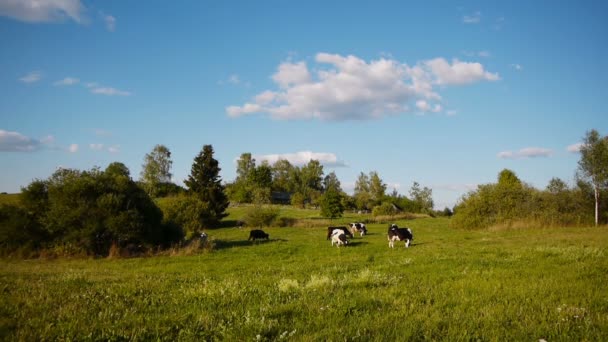 Летний пейзаж коров — стоковое видео