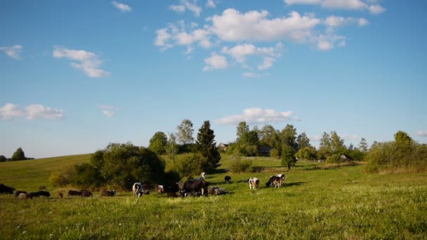 Troupeau d'animaux domestiques de ferme broutant sur un champ vert 