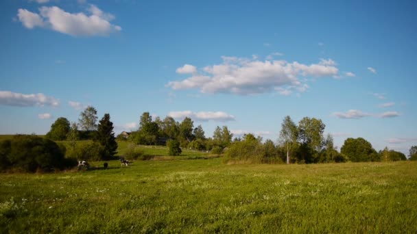 Koe zomer landschap — Stockvideo