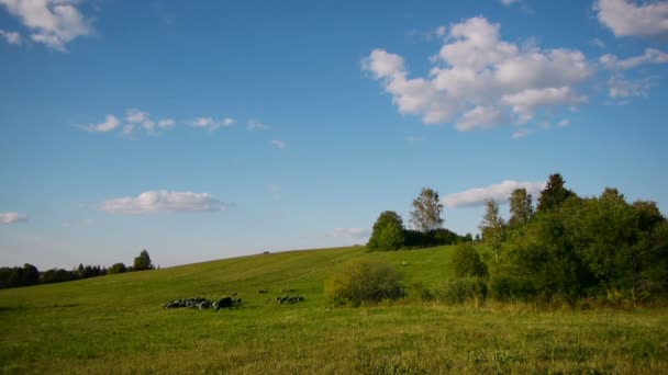 Стадо домашних животных, пасущихся на зеленом поле — стоковое видео