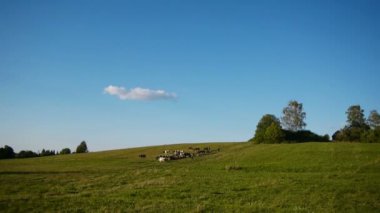 Çiftlik ev ile ilgili hayvan otlatma yeşil sahada sürüsü