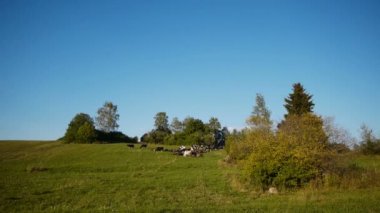 Çiftlik ev ile ilgili hayvan otlatma yeşil sahada sürüsü