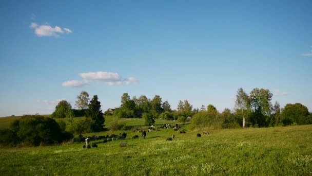 Herde Nutztiere weidet auf der grünen Wiese — Stockvideo