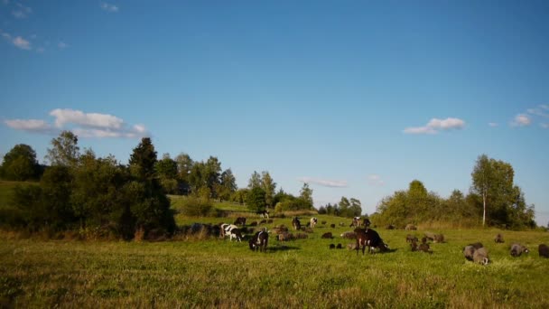 Rebaño de animales domésticos de granja que pastan en el campo verde — Vídeo de stock