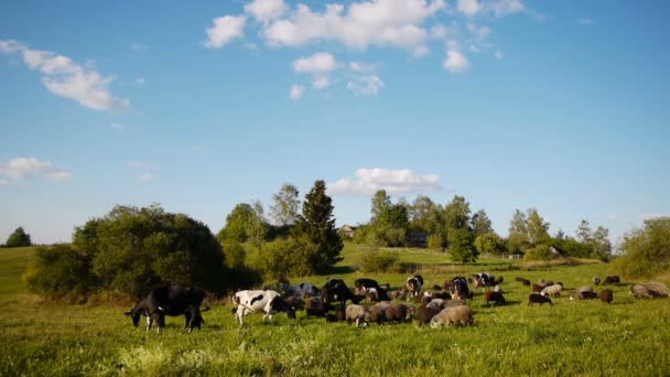 Beslag van boerderij gedomesticeerde dieren grazen op groen veld — Stockvideo