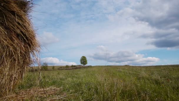 Campo de fardos de heno contra árbol solitario — Vídeos de Stock