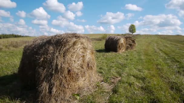 Feno fardos campo contra árvore solitária — Vídeo de Stock