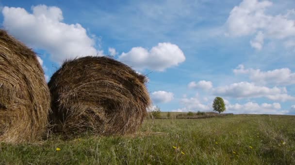 Campo balle di fieno contro albero solitario — Video Stock