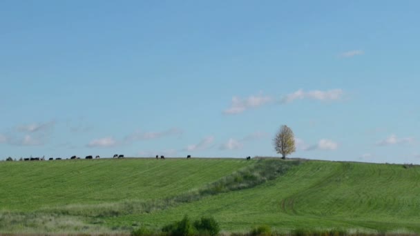 Stado zwierząt domowych gospodarstwo wypas na tle samotne drzewo — Wideo stockowe