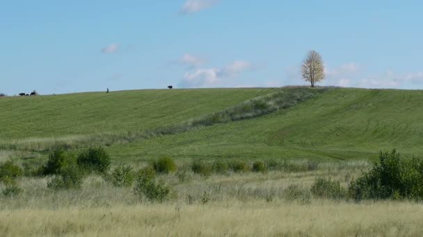 Troupeau d'animaux domestiques de ferme broutant sur fond d'arbre solitaire — Video