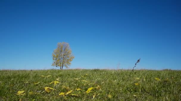 Acero che mostra i colori dell'autunno — Video Stock