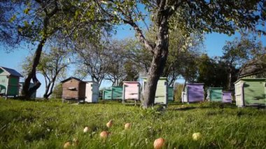 Bal arı kovanlarını sonbahar elma bahçesinde