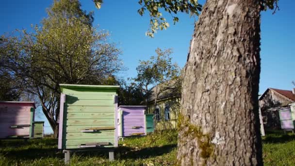 Honey bee hives in autumnal apple garden — Stock Video