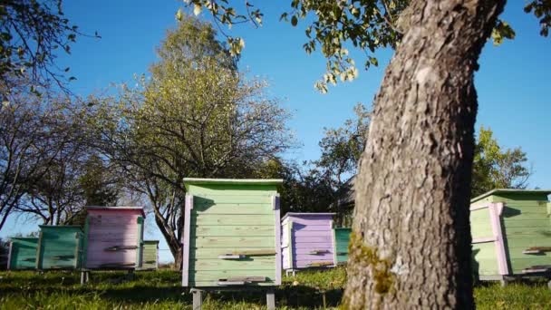 Honey bee hives in autumnal apple garden — Stock Video