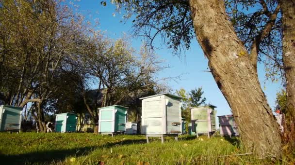 Honing honingbij kasten in herfst apple tuin — Stockvideo